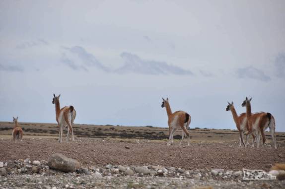 Um grupo de guanacos, no caminho para El Chaltén, na patagônia argentina